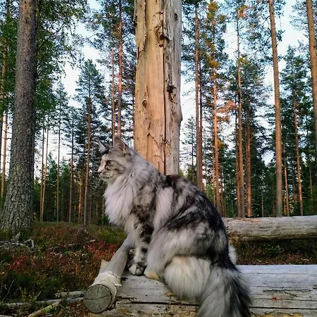 Luksusteltta Omalla Uimarannalla Luxury tent